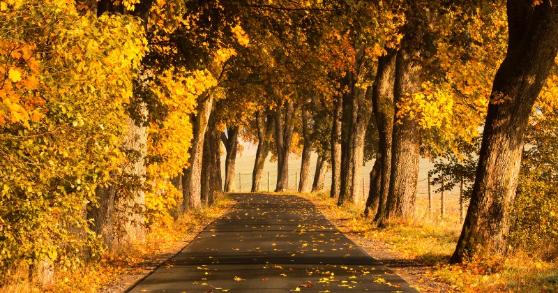 Route bordée d'arbres aux couleurs de l'été indien