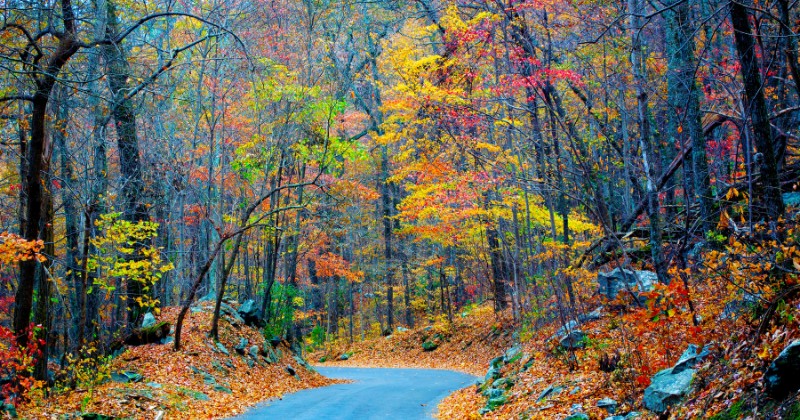 route humide en forêt à l'automne